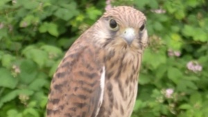 Falke Falke
