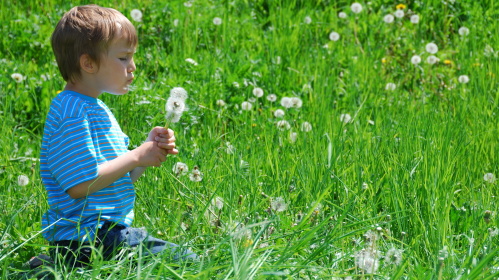 Junge mit Pusteblume (Foto: Marzanna Syncerz/fotolia) Junge mit Pusteblume (Foto: Marzanna Syncerz/fotolia)