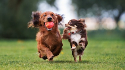 Zwei kleine Hunde laufen über eine Wiese (Foto: otsphoto/shutterstock) Zwei kleine Hunde laufen über eine Wiese (Foto: otsphoto/shutterstock)