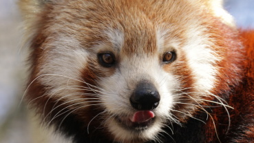 Roter Panda Image