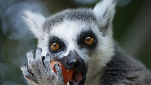 Katta im Zoo Saarbrücken Katta im Zoo Saarbrücken frisst Obst