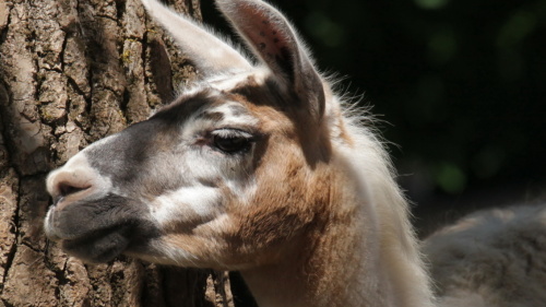 Lama Ronja Lama Ronja