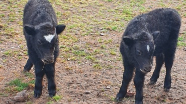 Yak-Zwillinge im Saarbrücker Zoo Image