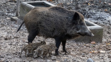 Wildschwein-Nachwuchs im Wildpark Image