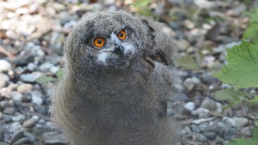Uhu-Küken Image