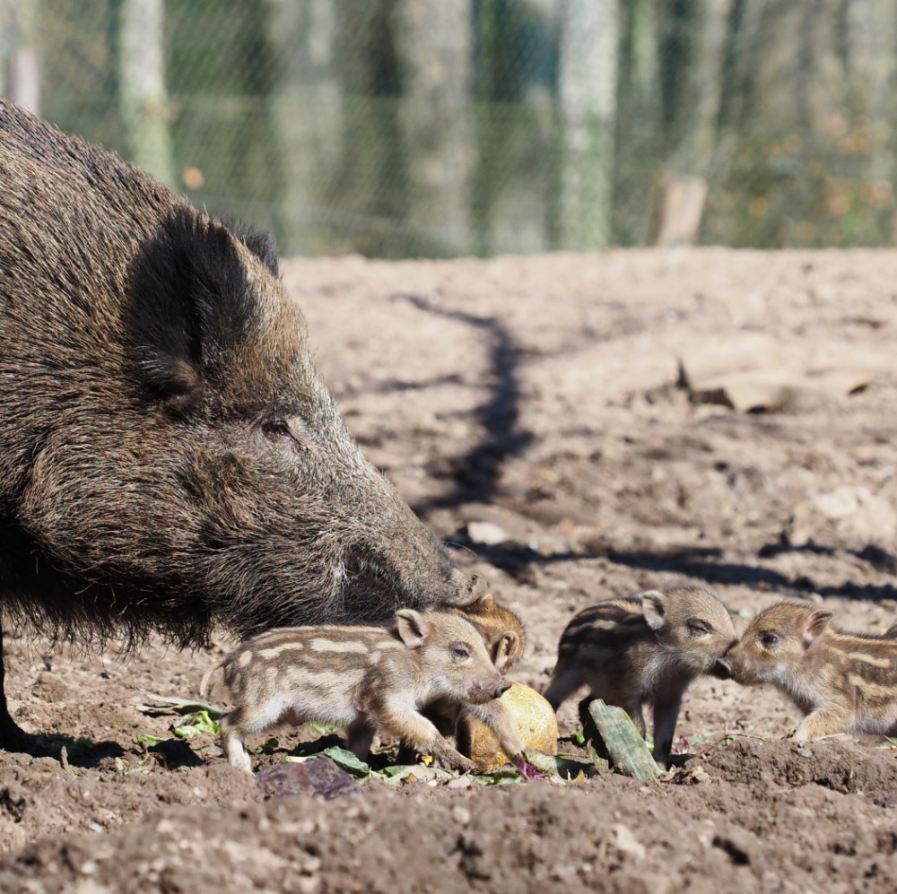 Frischlinge im Wildpark 2022 Frischlinge im Wildpark 2022