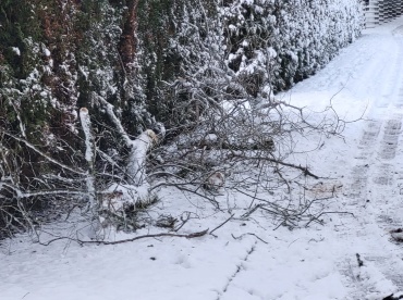 Deutsch-Französicher Garten: Astbruch Image