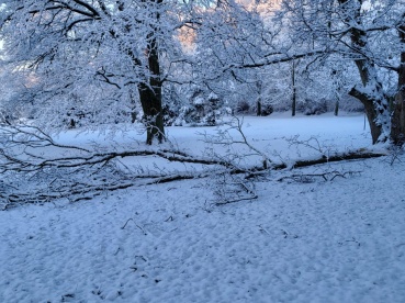 Umgestürzter Baum, DFG Image