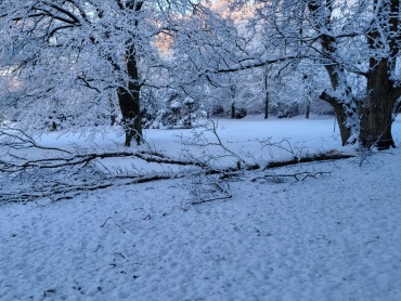Umgestürzter Baum, DFG Image