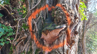 Beschädigter Baum an der Robert-Koch-Straße in St. Arnual Image