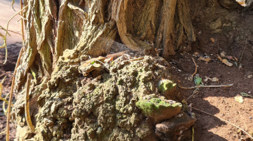 Beschädigter Baum an der Robert-Koch-Straße in St. Arnual Image
