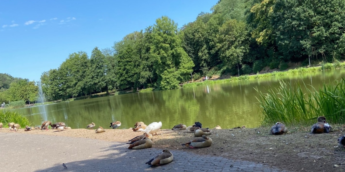 Deutschmühlenweiher Deutschmühlenweiher