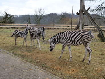 Chapman-Zebras Image