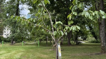 Neugestaltete Parkanlage „Obstgarten“ auf dem Eschberg Image