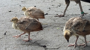 Nachwuchs beim Blauen Pfau Image