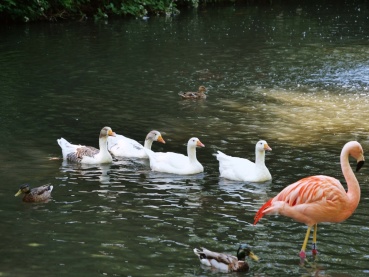 Leinegänse Image